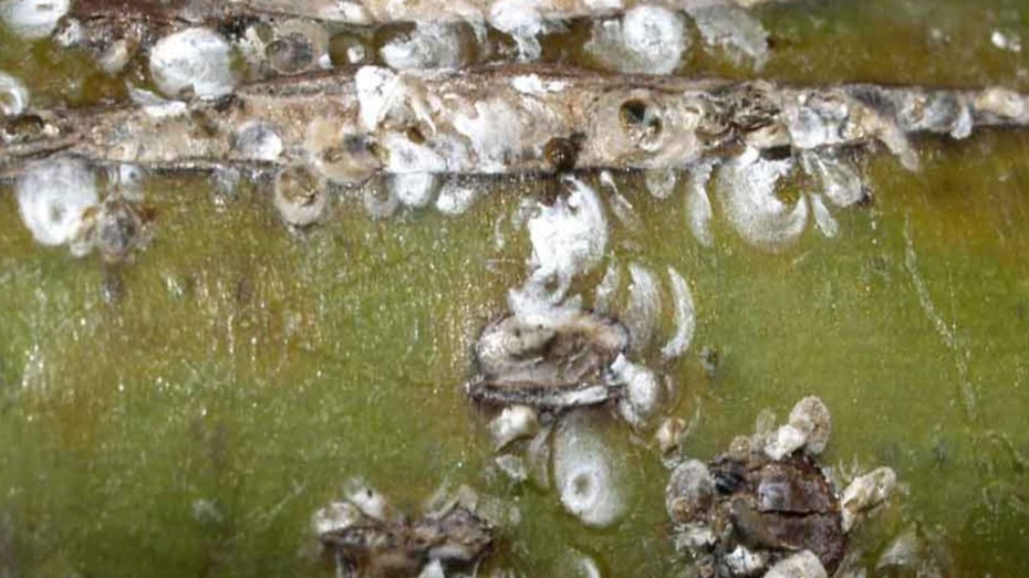 Zeytin Pamuklu Koşnili Nedir? Zararları Ve Mücadele Yöntemleri Zeytin Pamuklu Koşnili Nedir? Zararları Ve Mücadele Yöntemleri