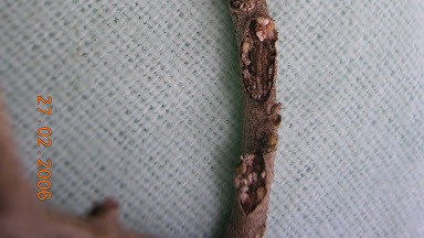 Zeytin Yara Koşnili Nedir? Zararları Ve Mücadele Yöntemleri Zeytin Yara Koşnili Nedir? Zararları Ve Mücadele Yöntemleri