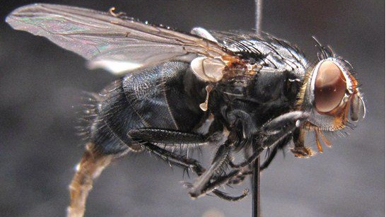 Diptera (Sinekler) Hakkında Detaylı Bilgi Ve Tarımsal Önemi