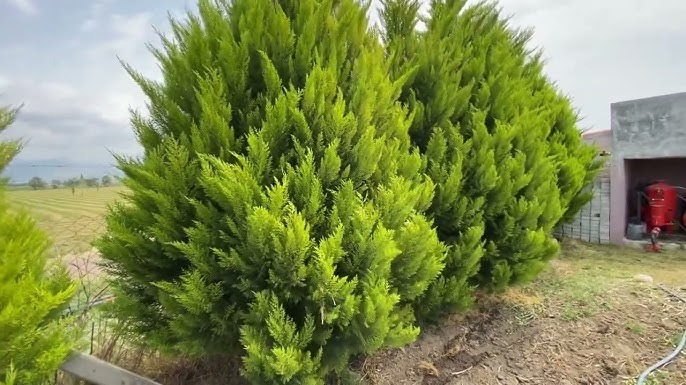 Limon Selvi Ağacı Özellikleri Ve Peysajda Kullanım Alanları