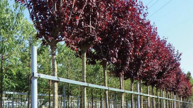 Süs Eriği Özellikleri Ve Peyzajda Kullanımı