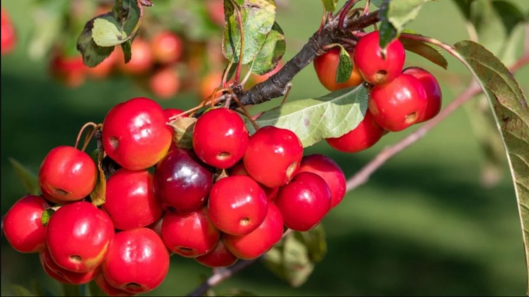 Süs Elması Özellikleri Ve Peyzajdaki Dört Mevsim Rolü