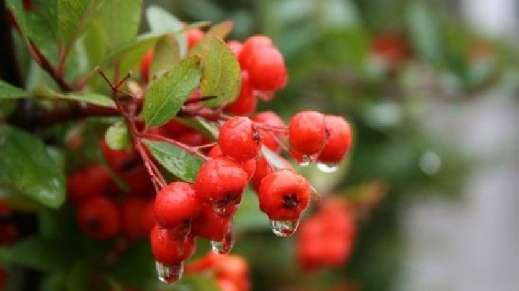 Kızılcık Yetiştiriciliği Nasıl Yapılır?