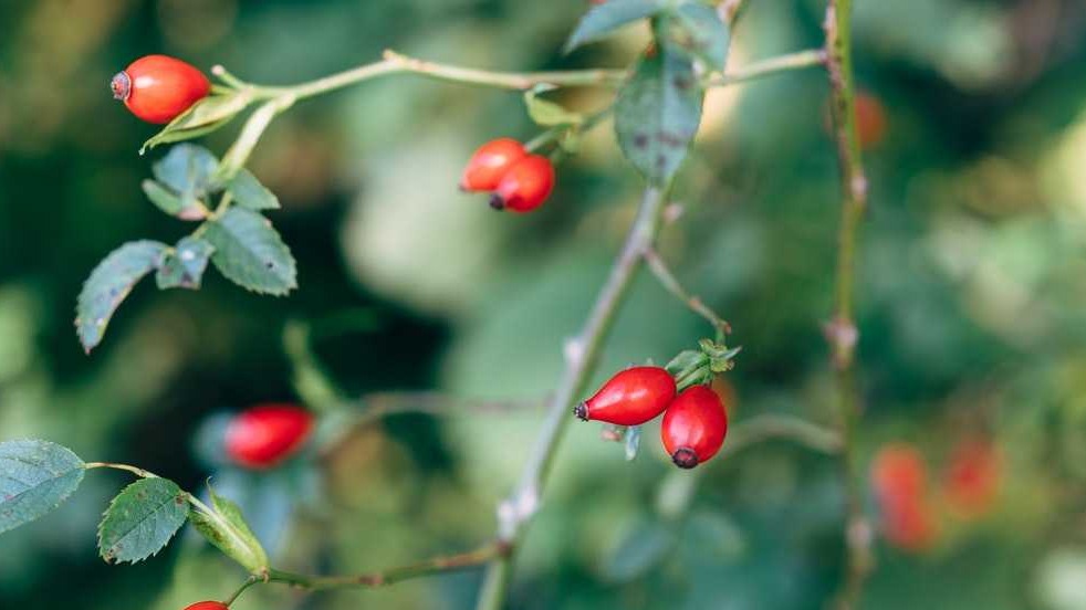 Kuşburnu Tarımı Nasıl Yapılır?