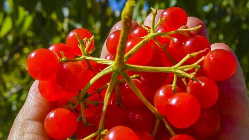 Gilaburu Meyvesi Faydaları Ve Zararları Nelerdir? Gilaburu Meyvesi Faydaları Ve Zararları Nelerdir?