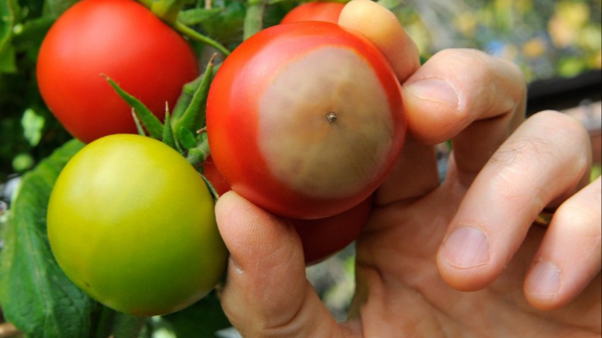 Bitkide Güneş Yanıklığı Mücadelesi Nasıl Yapılır?