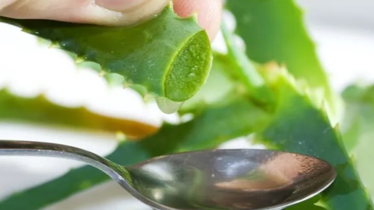 Aloe Vera Çayının Faydaları Ve Zararları Nelerdir? Aloe Vera Çayının Faydaları Ve Zararları Nelerdir?