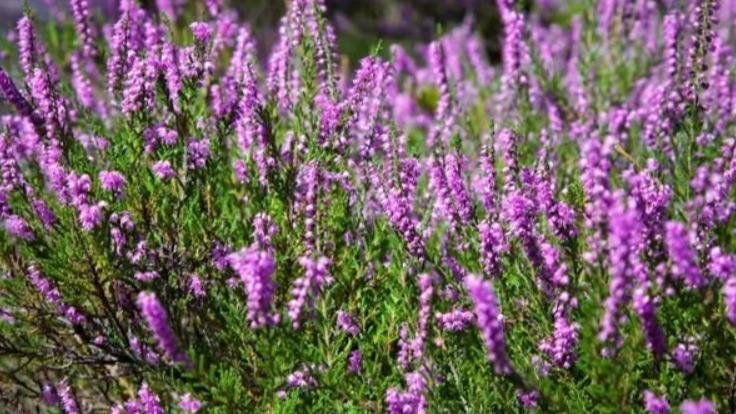 Funda Çayının Faydaları Ve Zararları Nelerdir? Funda Çayının Faydaları Ve Zararları Nelerdir?