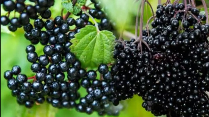 Mürver Çayı Faydaları Ve Zararları Nelerdir? Mürver Çayı Faydaları Ve Zararları Nelerdir?