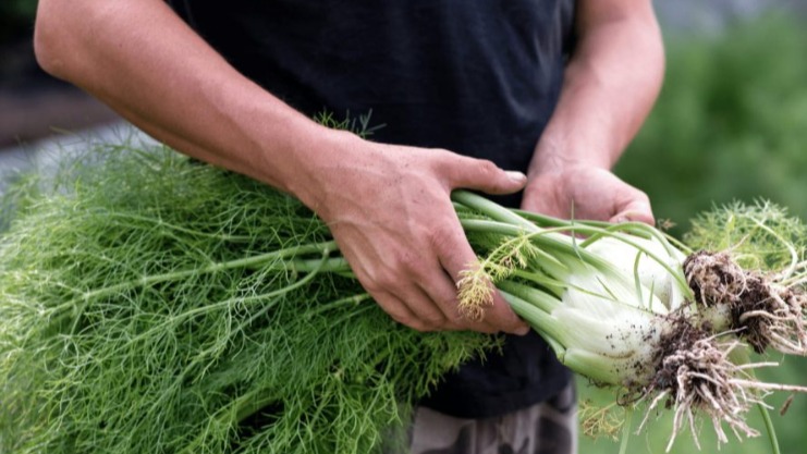 Rezene Gübreleme Programı: Hangi Gübre Ne Zaman Verilmeli?