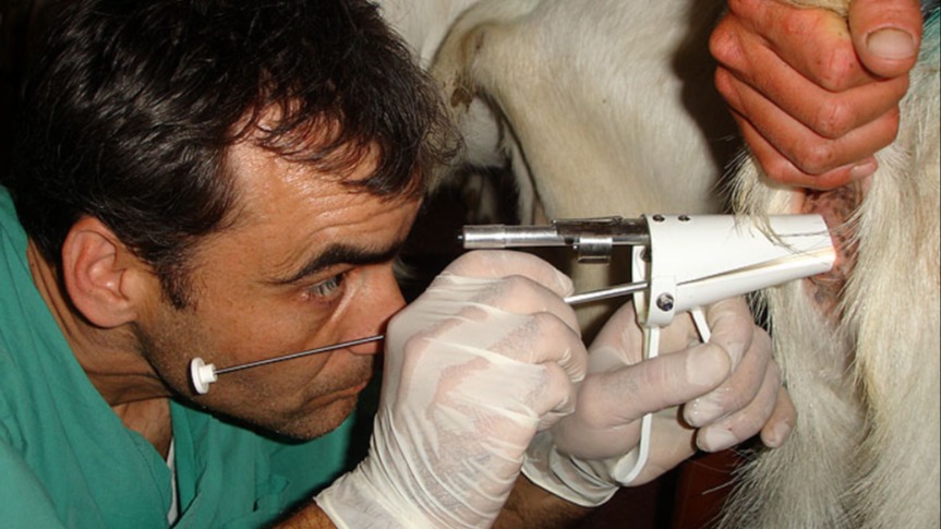 Büyükbaş Hayvancılıkta Suni Tohumlama Nedir Ve Nasıl Yapılır?