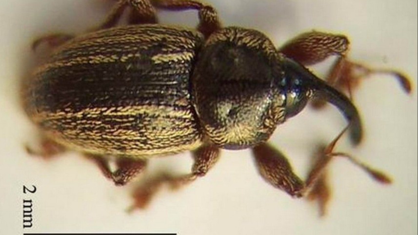 Hububat Hortumlu Böceği Zararlısı Hububat Hortumlu Böceği Zararlısı