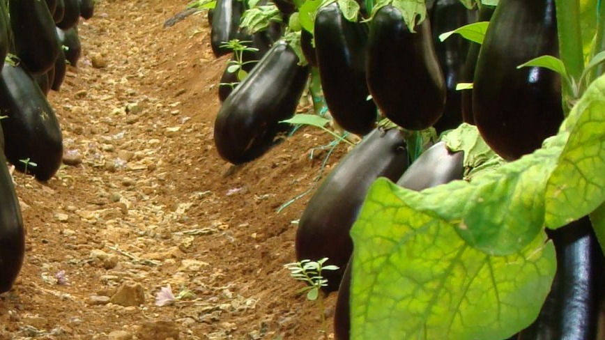 Patlıcan Yetiştiriciliği Nasıl Yapılır? Patlıcan Yetiştiriciliği Nasıl Yapılır?