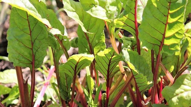 Pazı Yetiştiriciliği Nasıl Yapılır?