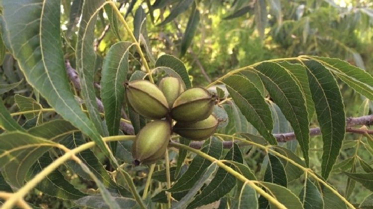 Pikan Cevizi Yetiştiriciliği Nasıl Yapılır?