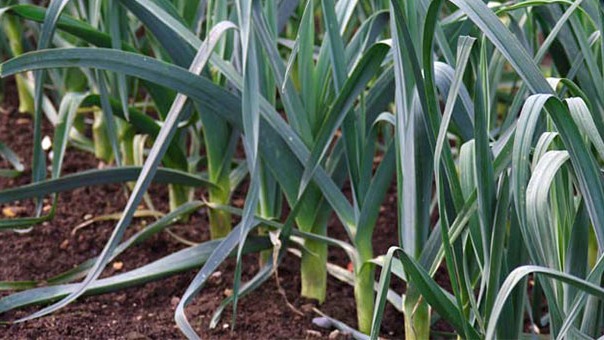 Pırasa Yetiştiriciliği Nasıl Yapılır? Pırasa Yetiştiriciliği Nasıl Yapılır?