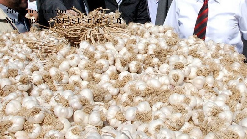 Sarımsak Yetiştirme Ve Gübreleme Nasıl Yapılır?