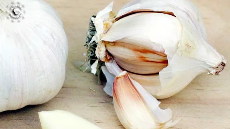 Sarımsak Yetiştiriciliği Nasıl Yapılır?