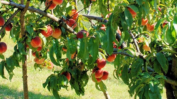 Şeftali Yetiştiriciliği Nasıl Yapılır? Şeftali Yetiştiriciliği Nasıl Yapılır?