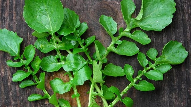 Tere Yetiştiriciliği Nasıl Yapılır?