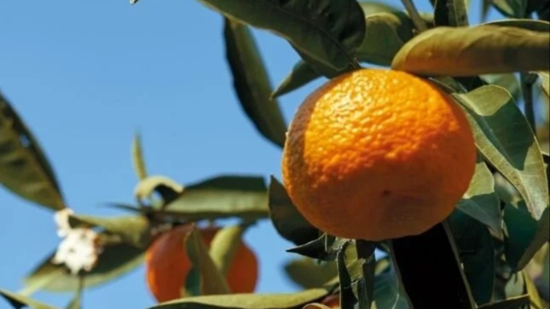 Turunçgil Bakımı Hastalık Zararlıları Nelerdir?