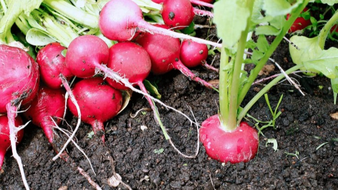 Turp Tarımı (Radish Cultivation) Turp Tarımı (Radish Cultivation)