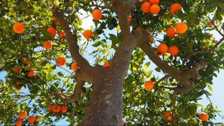 Turunçgil Yetiştiriciliği