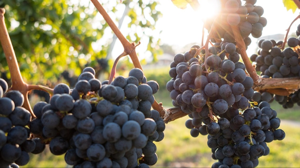 Asmanın Ekolojik İstekleri Nelerdir?