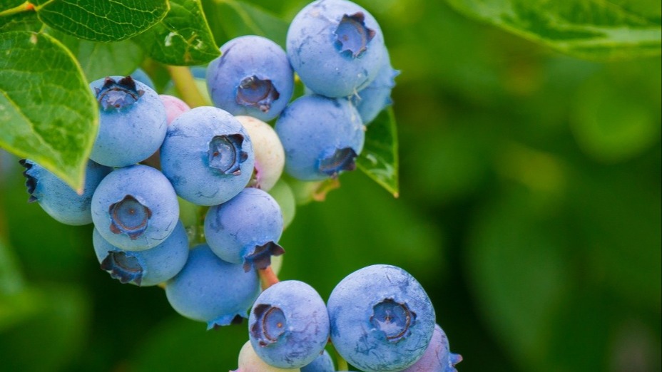 Yaban Mersini Yetiştiriciliği Nasıl Yapılır? Yaban Mersini Yetiştiriciliği Nasıl Yapılır?