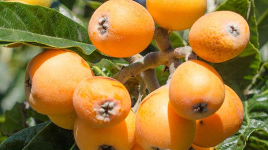 Yenidünya Yetiştiriciliği Nasıl Yapılır?