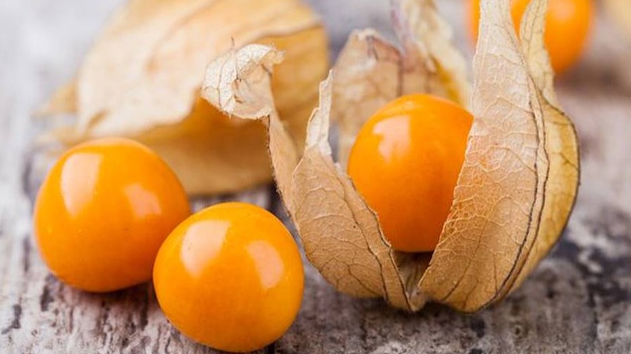 Yerkirazı (Physalis) Yetiştiriciliği Nasıl Yapılır?