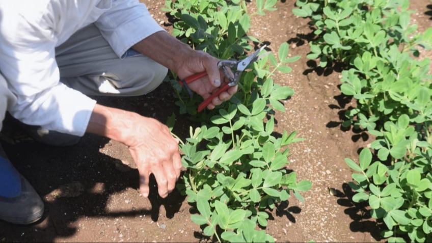 Yer Fıstığı Tarımı Nasıl Yapılır?