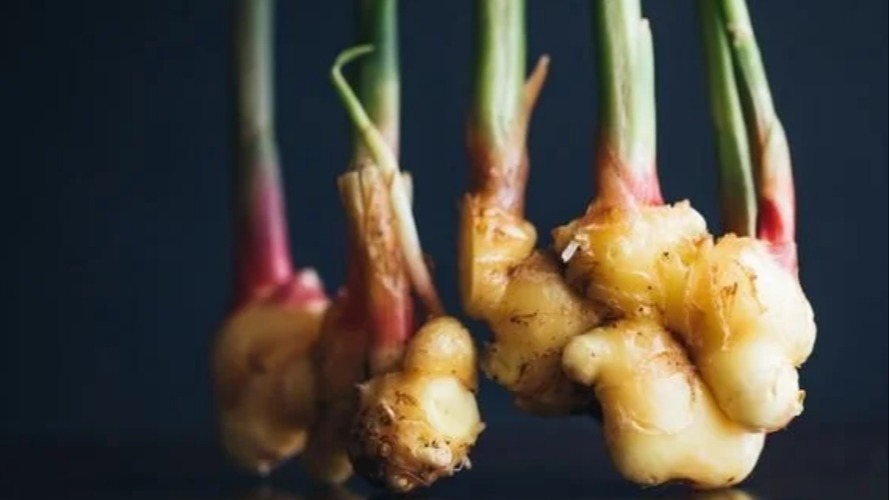 Zencefil Yetiştiriciliği Nasıl Yapılır?