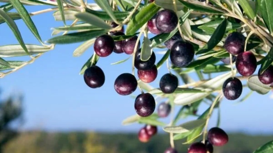 Zeytin Tarımı Nasıl Yapılır? Zeytin Yetiştiriciliği Nasıl Yapılır?