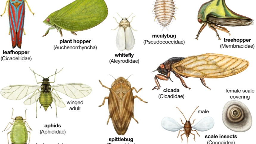 Homoptera Nedir? Özellikleri, Sınıflandırması Ve Önemi Homoptera Nedir? Özellikleri, Sınıflandırması Ve Önemi