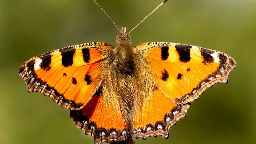 Lepidoptera Nedir? Özellikleri, Sınıflandırması Lepidoptera Nedir? Özellikleri, Sınıflandırması