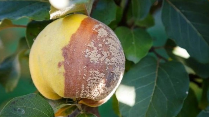 Meyve Hastalık Ve Zararlıları Hakkında Bilgi
