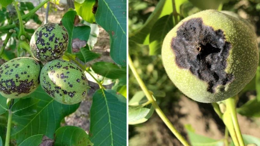 Meyve Hastalık Ve Zararlıları İle Mücadele