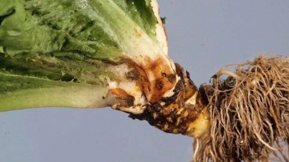 Meyve Ve Sebzelerde Görülen Hastalık Ve Zararlılar Nelerdir?