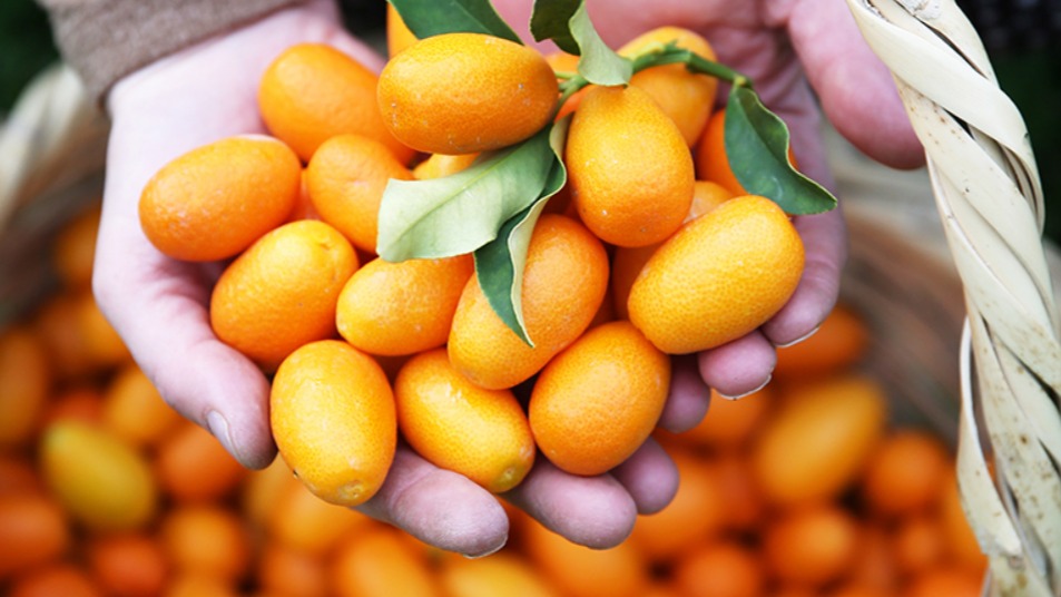 Kamkat Yetiştiriciliği Nasıl Yapılır? Kamkat Yetiştiriciliği Nasıl Yapılır?