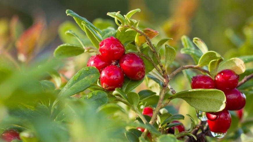 Kızılcık Yetiştiriciliği Nasıl Yapılır?
