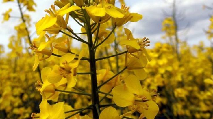 Kolza Yetiştiriciliği Nasıl Yapılır? Kolza Yetiştiriciliği Nasıl Yapılır?