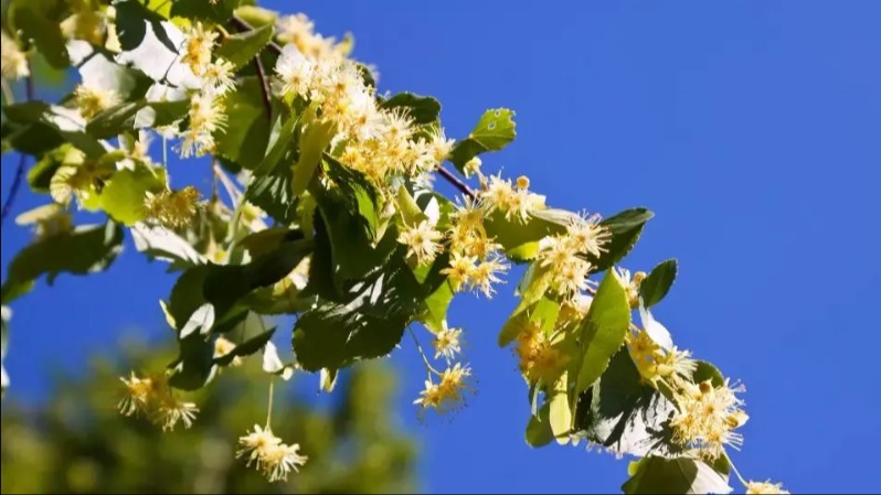 Ihlamur Yaprağı Ve Çiçeğinin Faydaları Ve Zararları Nelerdir?