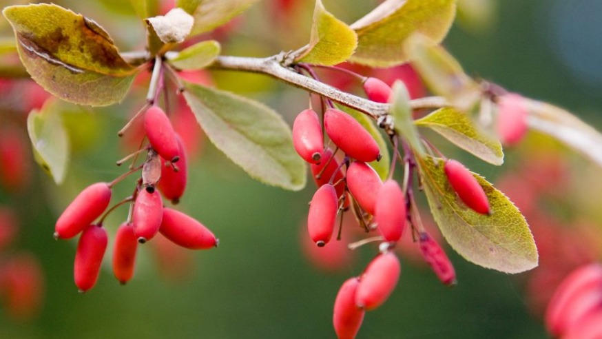 Kadıntuzluğu Faydaları Ve Zararları Nelerdir?