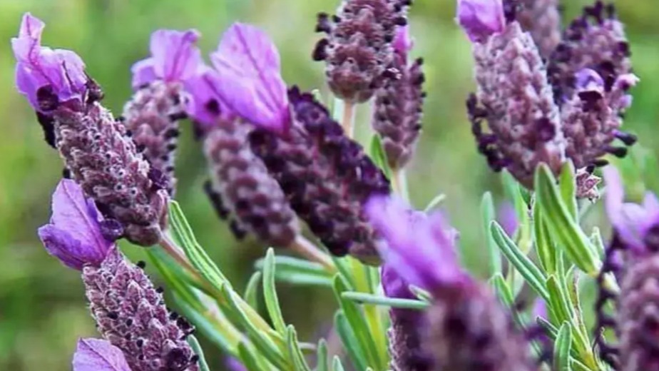 Karabaş Otunun Faydaları Ve Zararları Nelerdir? Karabaş Otunun Faydaları Ve Zararları Nelerdir?