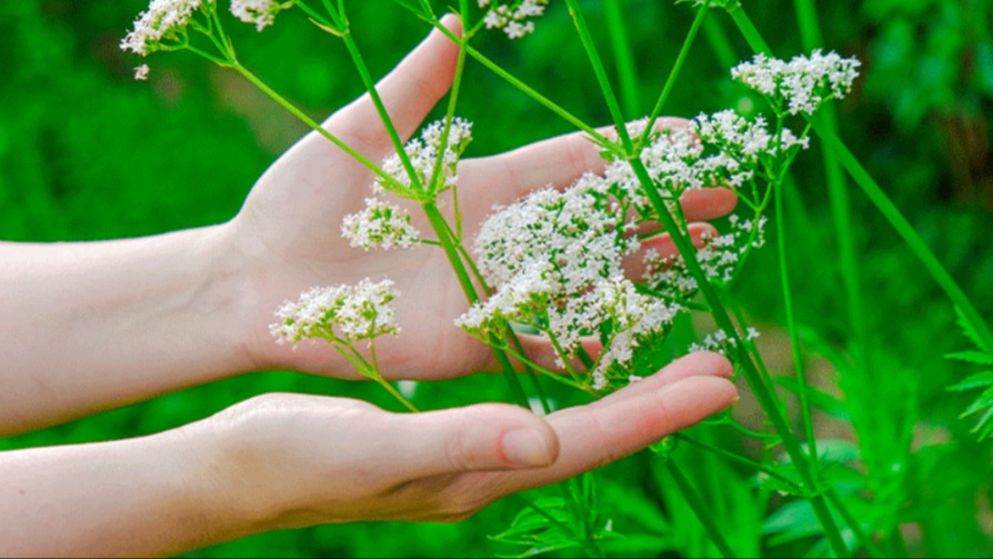 Kediotu Faydaları Ve Zararları Nelerdir?