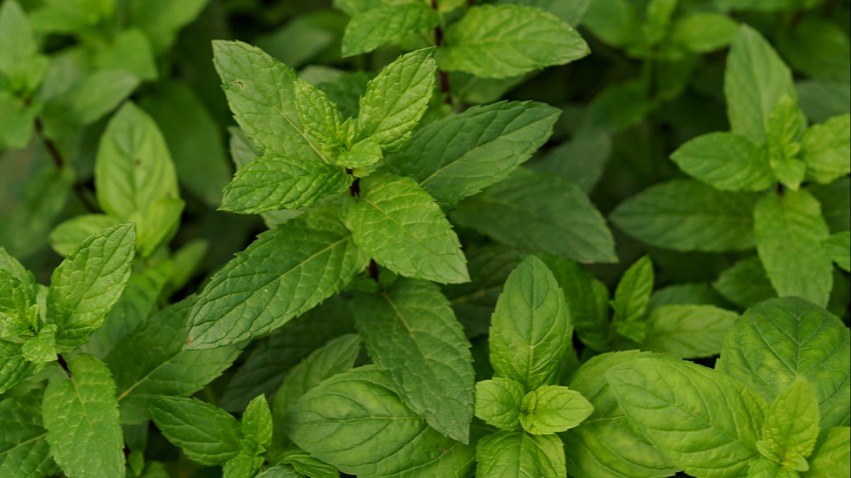 Melissa Otu Faydaları Ve Zararları Nelerdir?