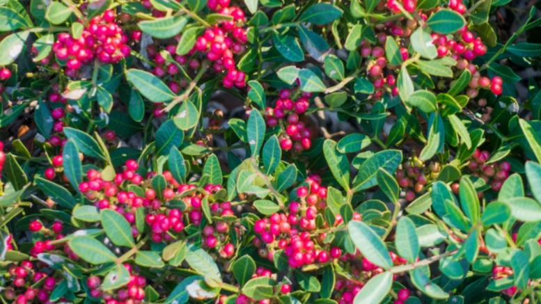 Taflan Faydaları Ve Zararları Nelerdir?