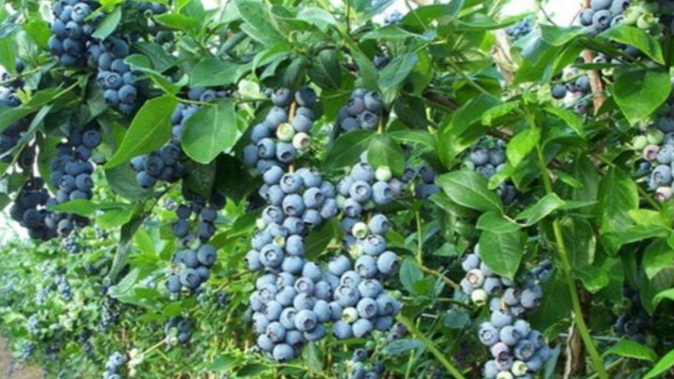 Yaban Mersini Faydaları Ve Zararları Nelerdir?