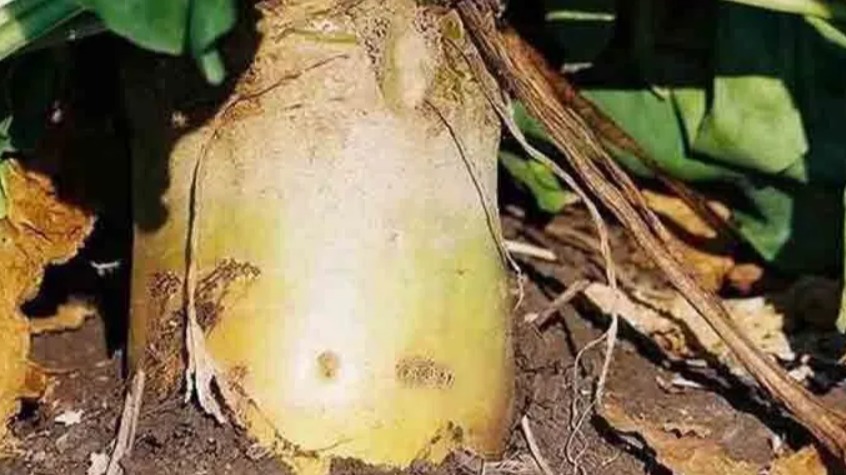 Hayvan Pancarı Yetiştiriciliği Nasıl Yapılır?